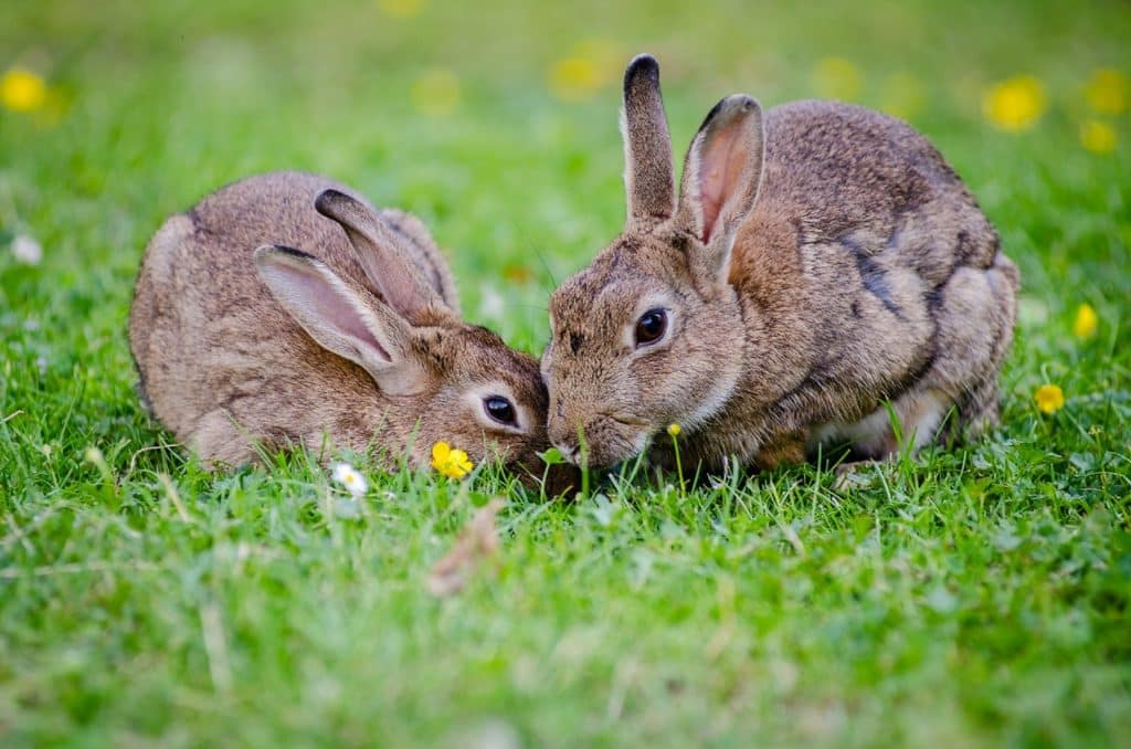Elevage de lapins