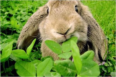 aliment pour lapin