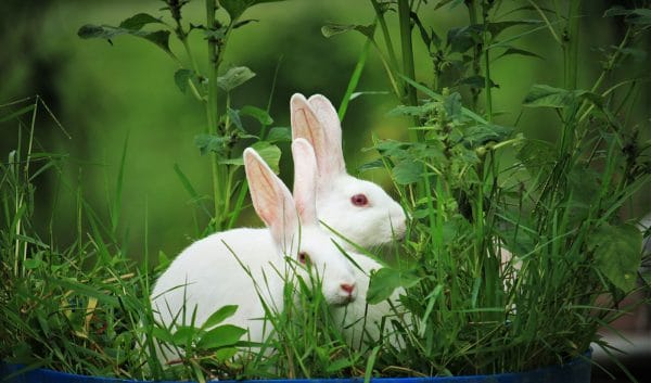 Quelle fréquence de renouvellements pour la reproduction des lapins ?