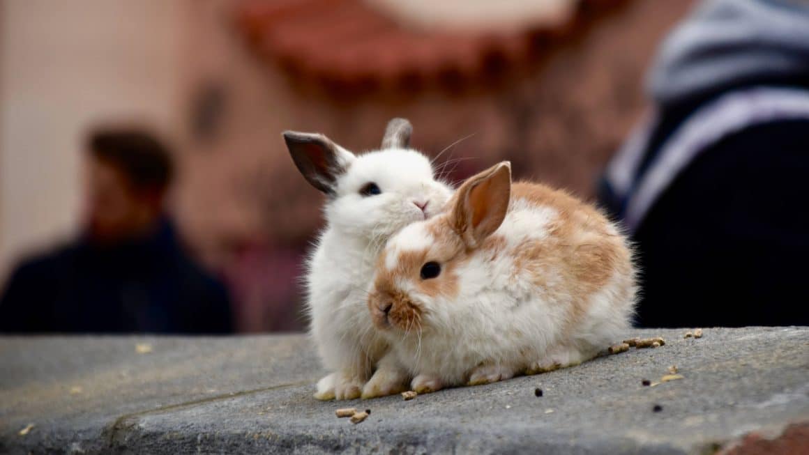 lapins sur le point de s'accoupler un mur