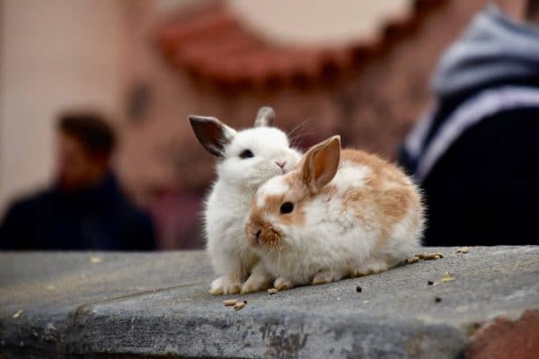 Comment se passe l’accouplement chez les lapins ?