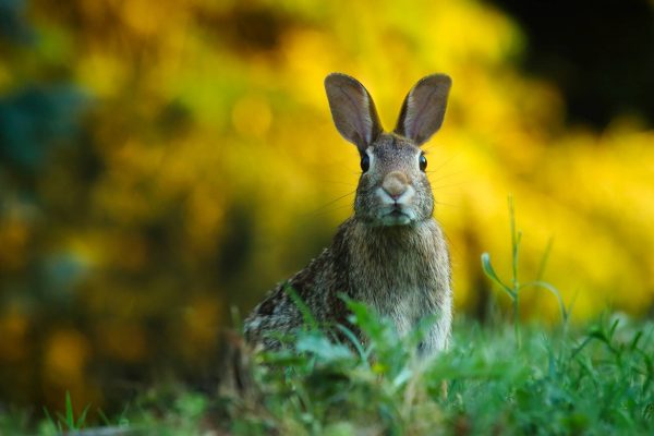 La vente et la consommation du lapin