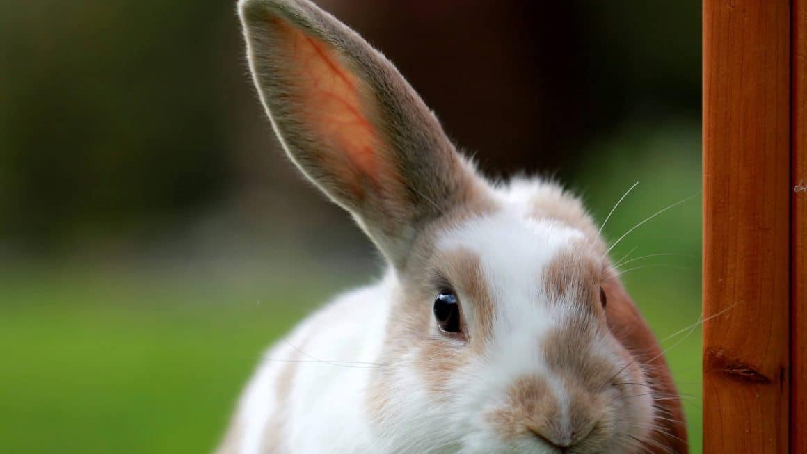 lapin dans un clapier cage