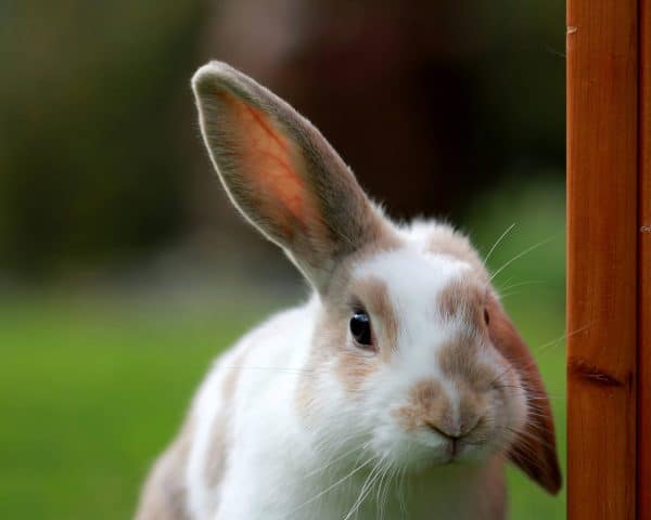 Quelle cage pour les lapins ?