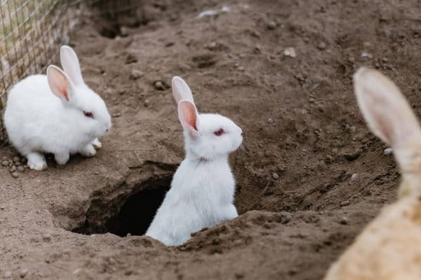 Le matériel d’élevage de lapins