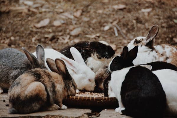 Nos conseils pour les éleveurs de lapins