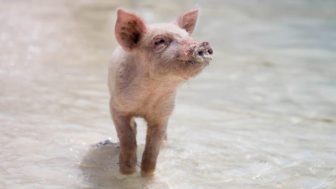 cochon animal le plus propre de la ferme