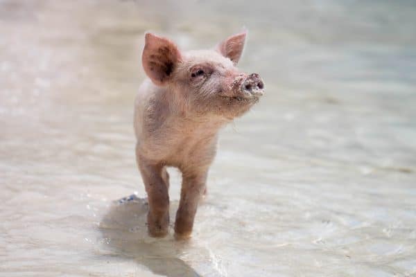 Le cochon est-il l’animal le plus propre de la ferme ?