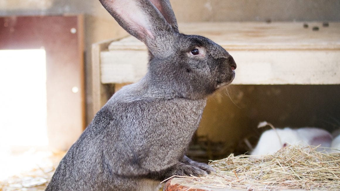 lapin géant des Flandres