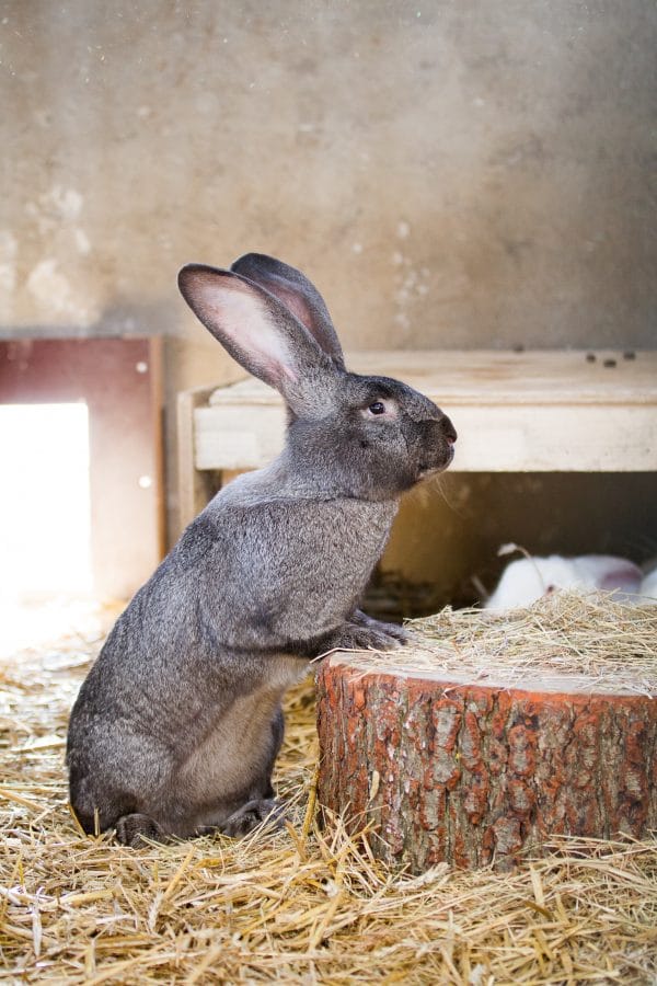 Lapin géant des Flandres : origine, caractère, santé, alimentation, élevage, prix…