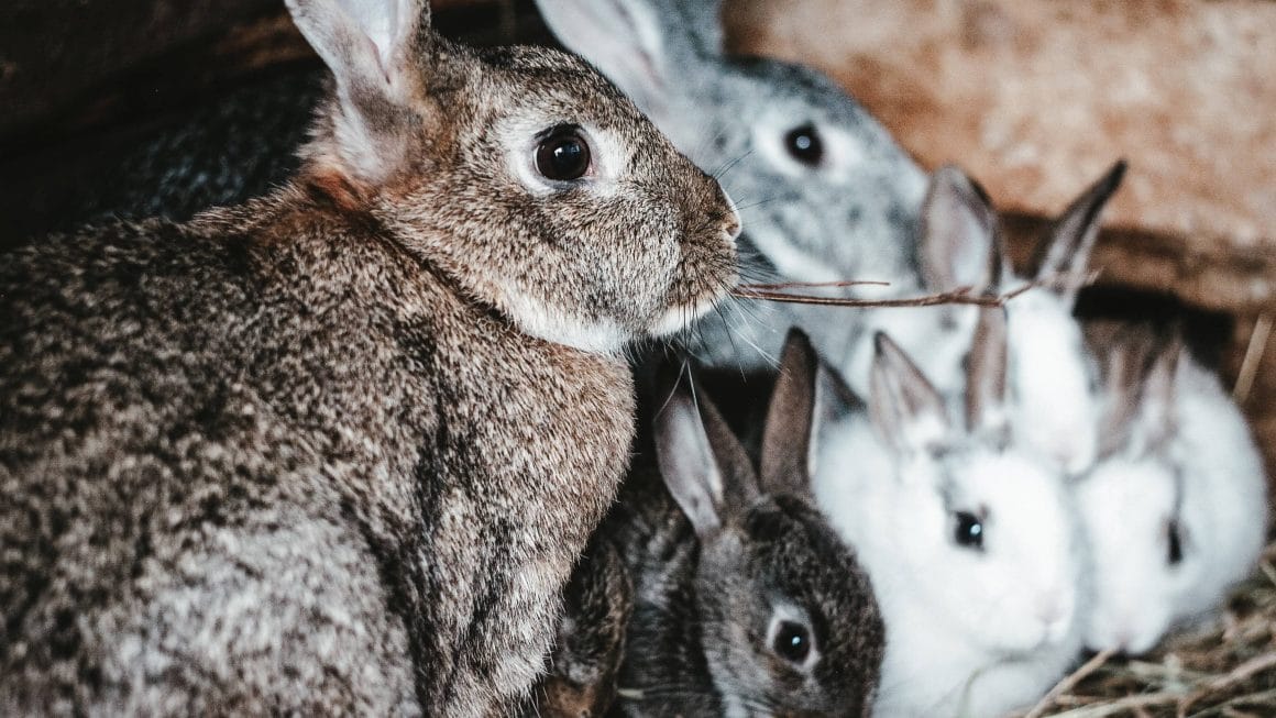 les maladies peuvent se diffuser entre les lapins