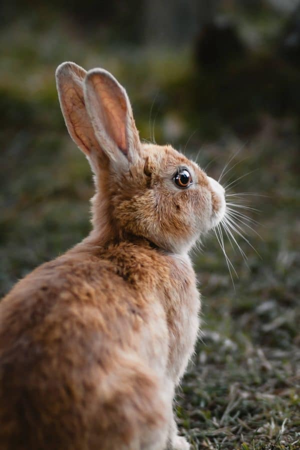 Lapin roux fauve de Bourgogne : origine, caractère, santé, alimentation, élevage, prix