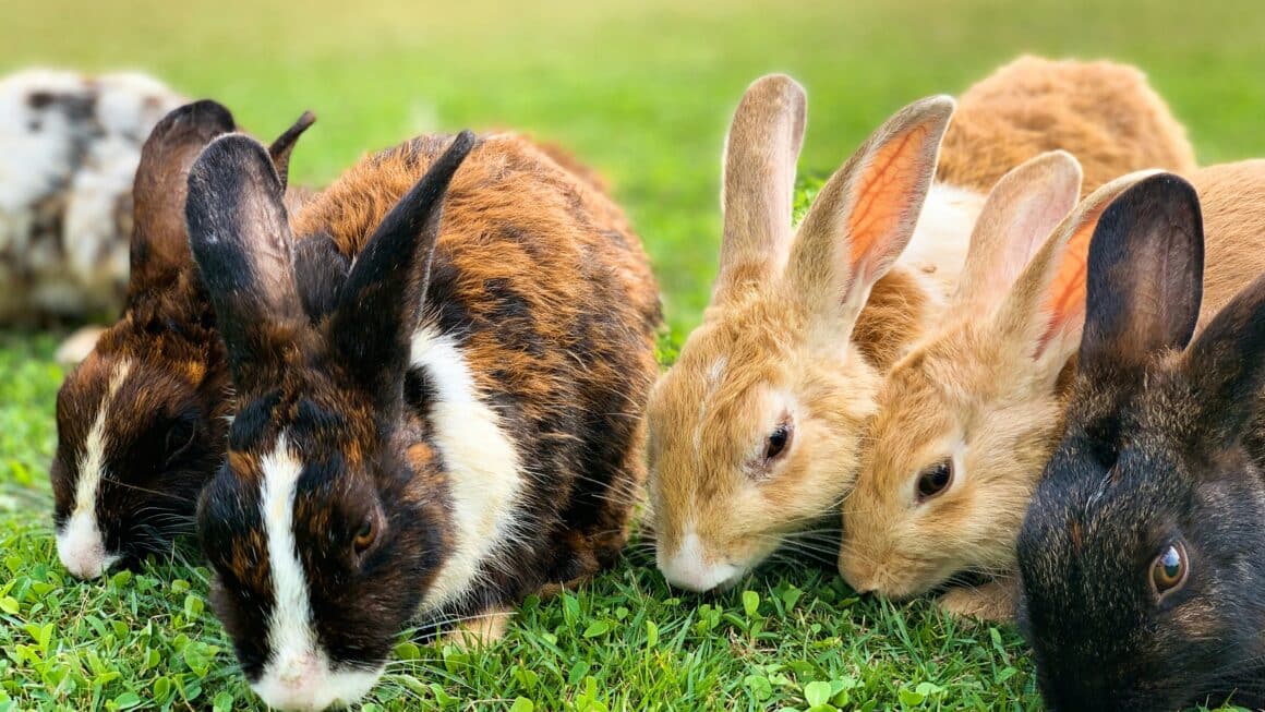 Lapin ferme pédagogique