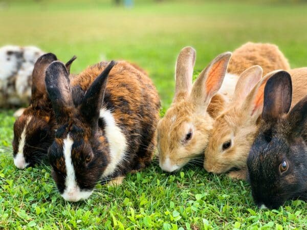 L’intégration des lapins dans une ferme pédagogique : avantages éducatifs et pratiques