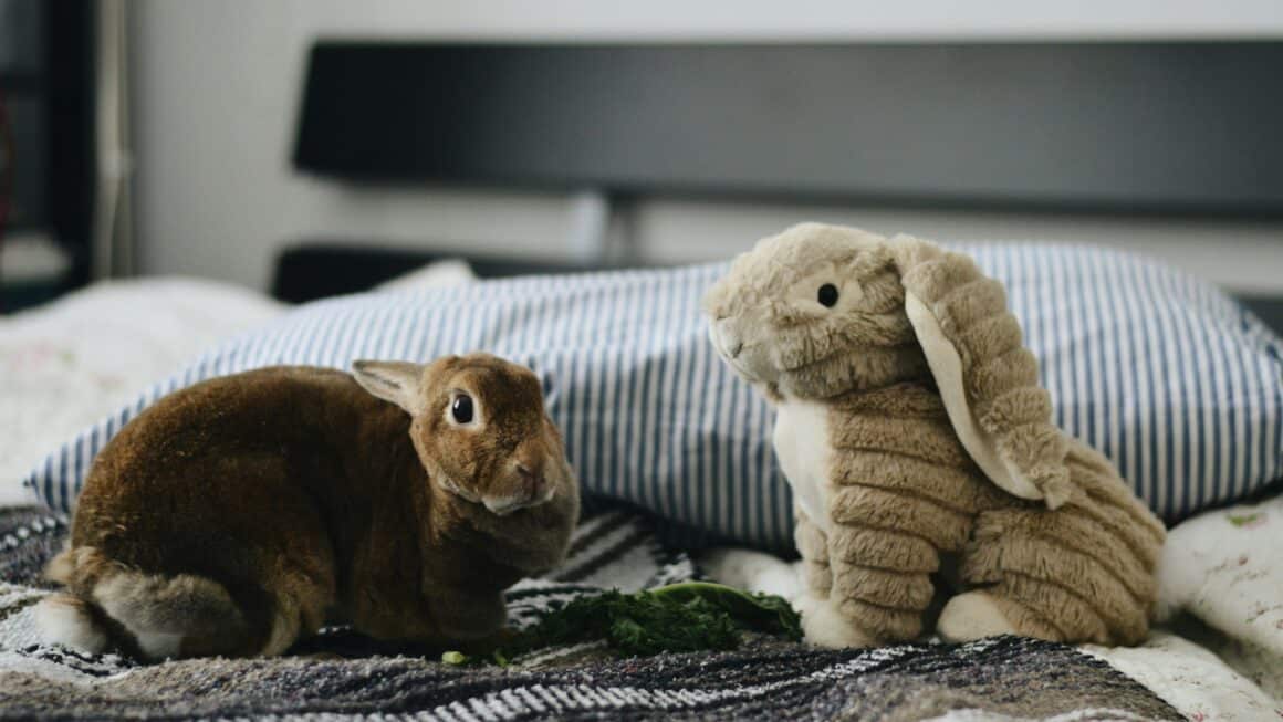 Lapins nains